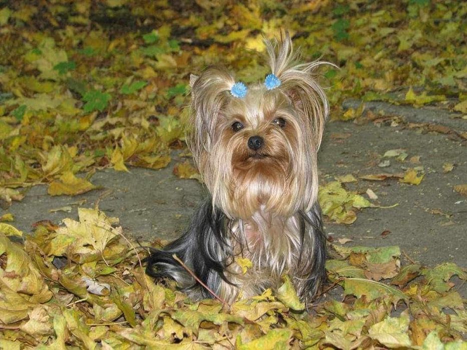 Мини Йорк ждёт невест