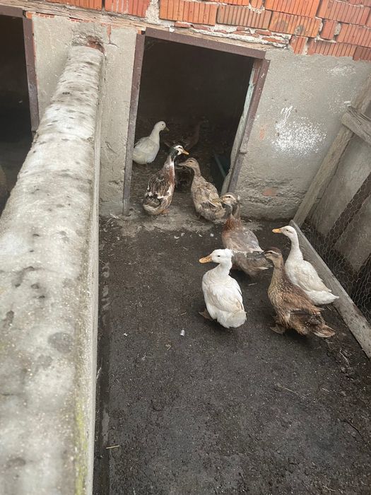 Rațe și boboci Rouen