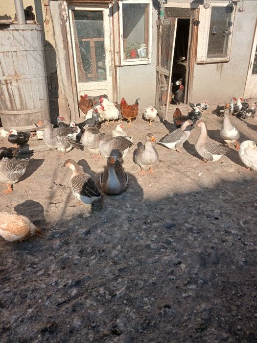 Capre . Iezi . Gâște si rate