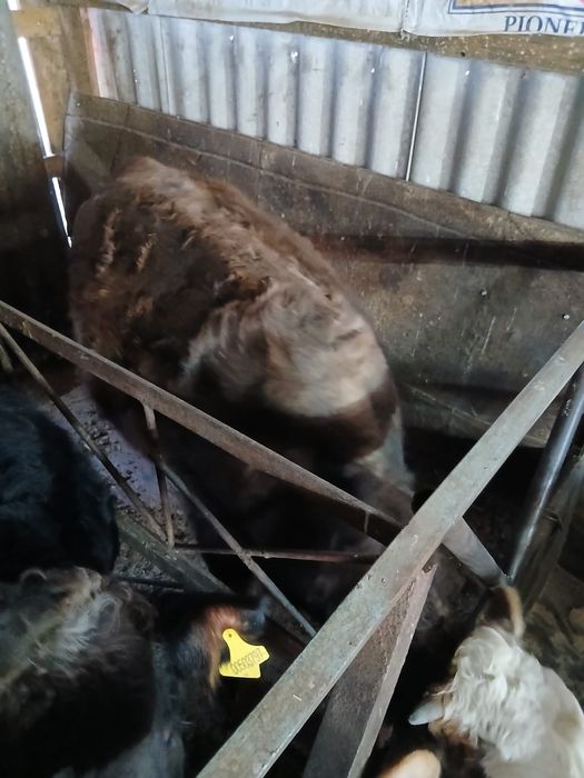 Натуральный согым.