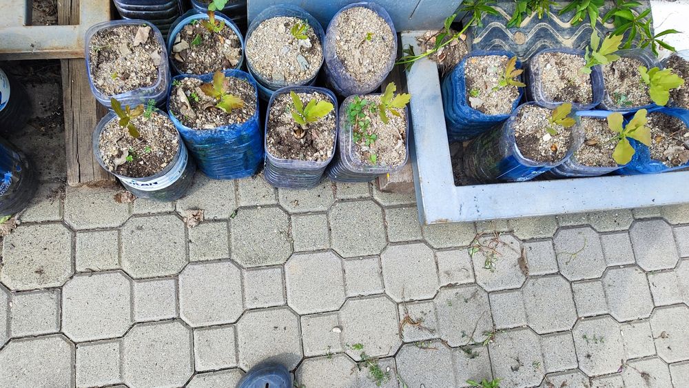 !!!Дуб дерево!!!