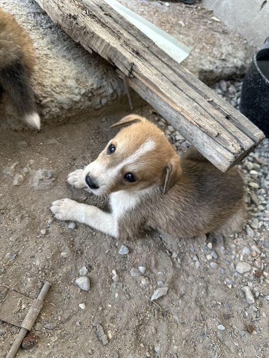 Щенок мальчик в добрые руки