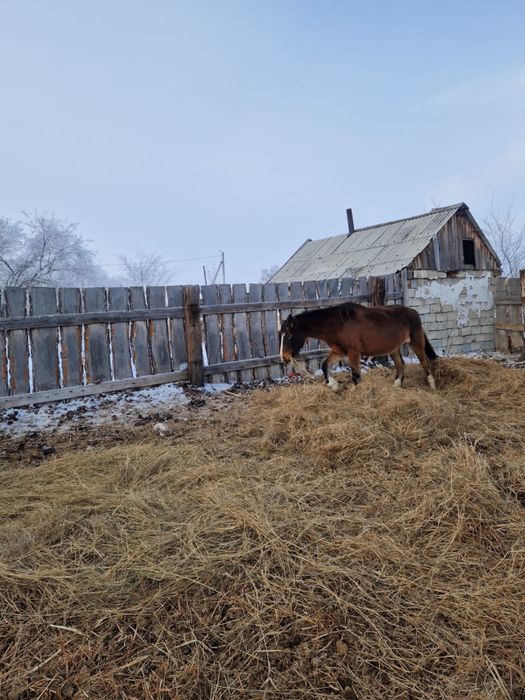 Продам кабыл ( бие)