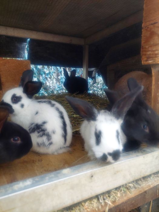 Кролики возраст  2месяцев