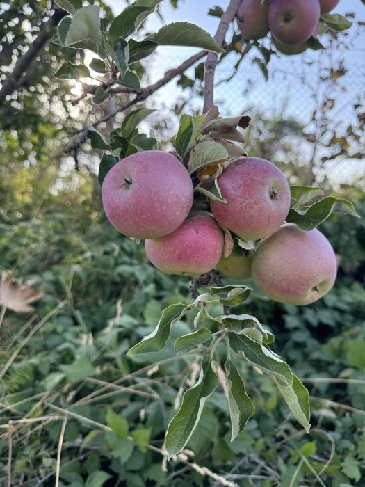 Апорт Алматинский