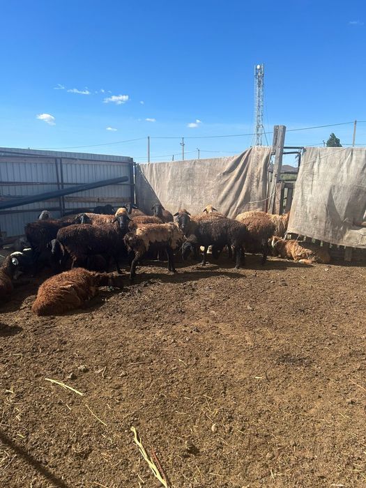 Қой тұсақ,марқалар сатылады