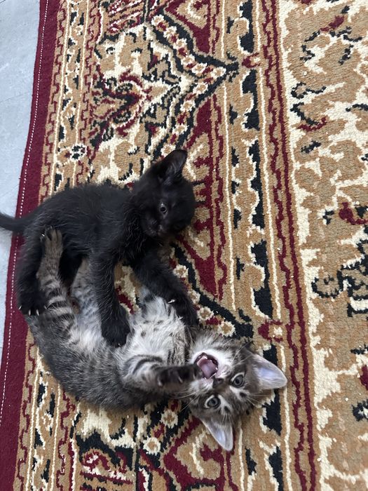 Кошки отдам в хорошие руки