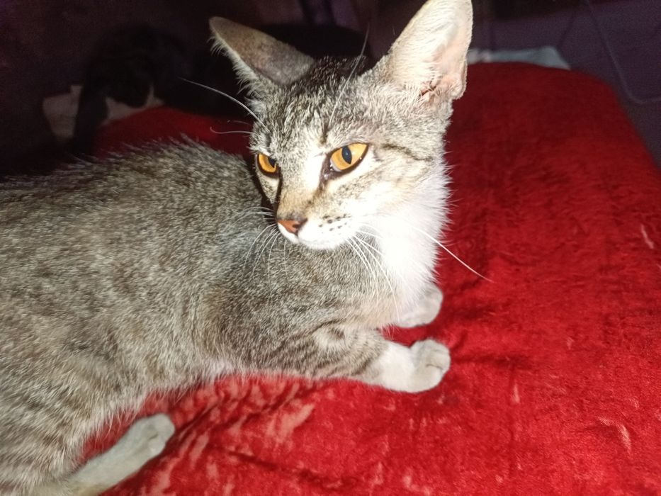 Дам в хорошие рука