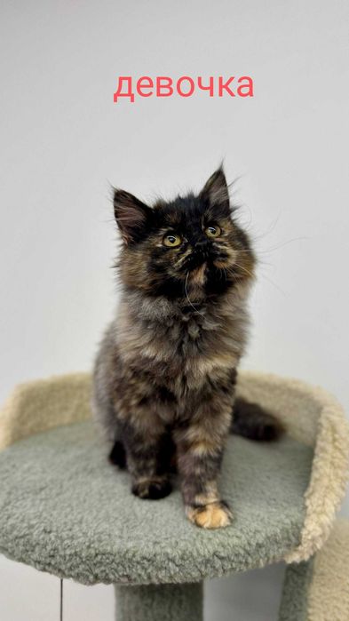 Пристраивается котенок 3, 5 месяца