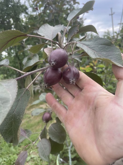 Pomi fructiferi !Pe rod !