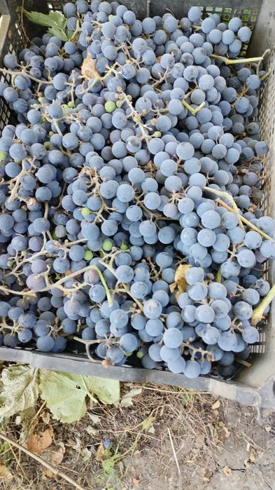 Продам Виноград Винный