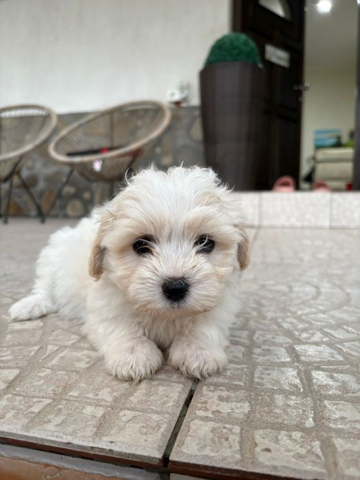 Vand Bichon Maltez