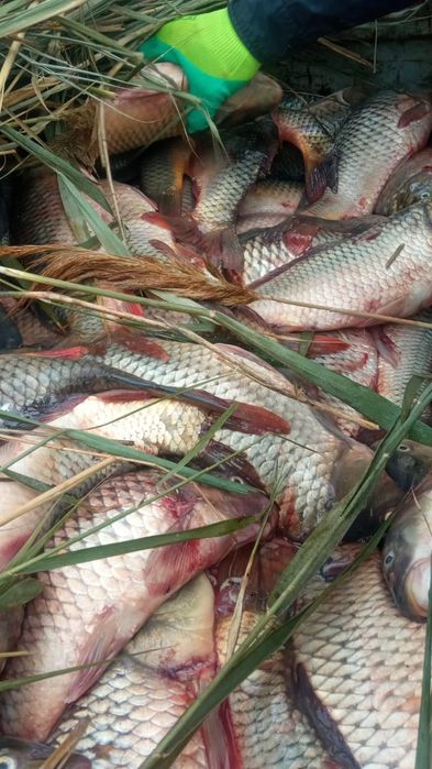 Сазан свежая Рыба  балық балғын