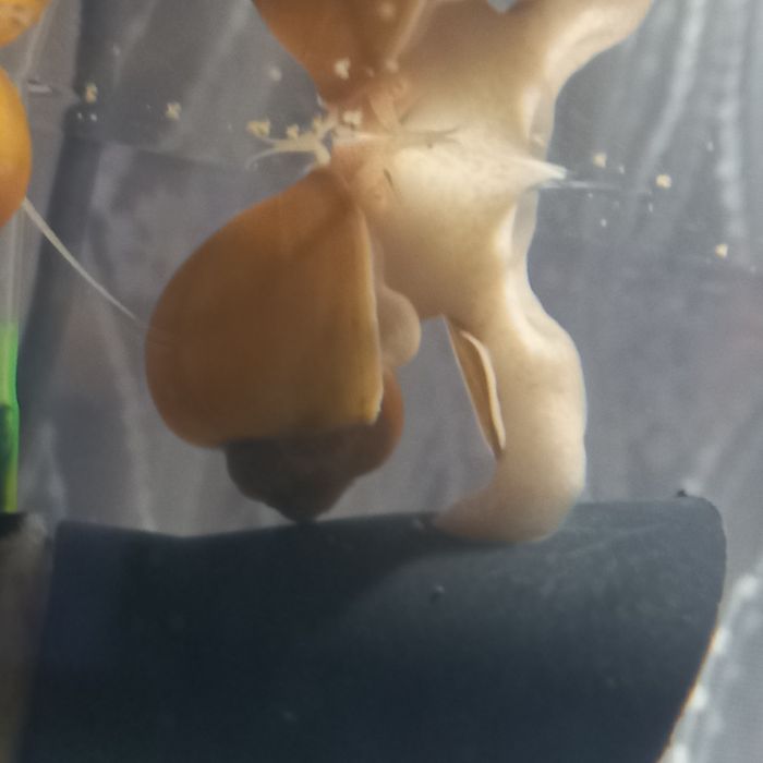 продам рыбки гуппи и улитки.