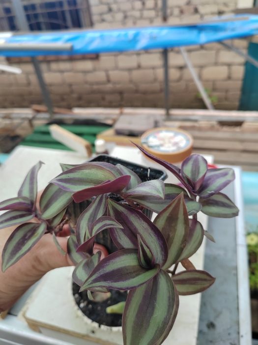 Комнатные растения