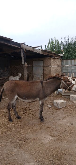 продам Ишака С Телегой!