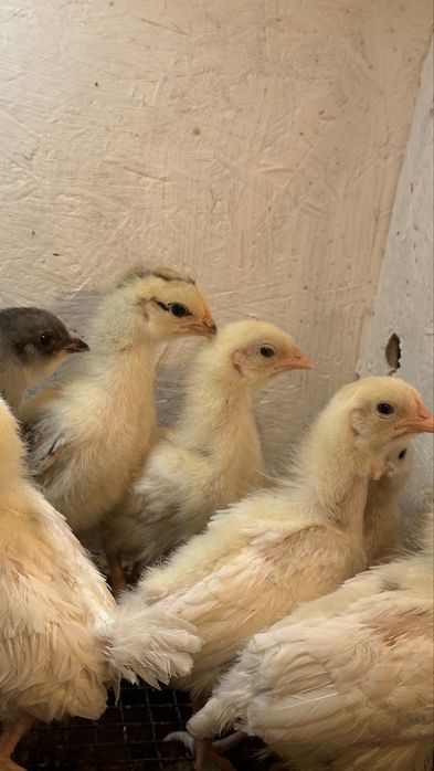 Цыплята домашние  3х недельные