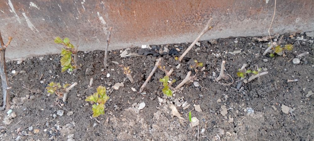 Продам одногодние черенки  винограда сорта Ризамат,