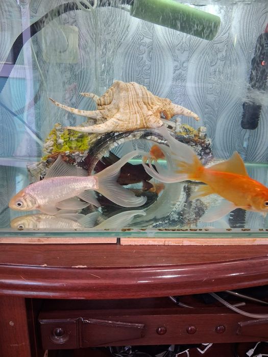 Продам аквариум с золотой рибками