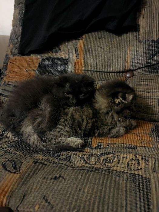 Котята в добрые руки вислоушки,пушистые