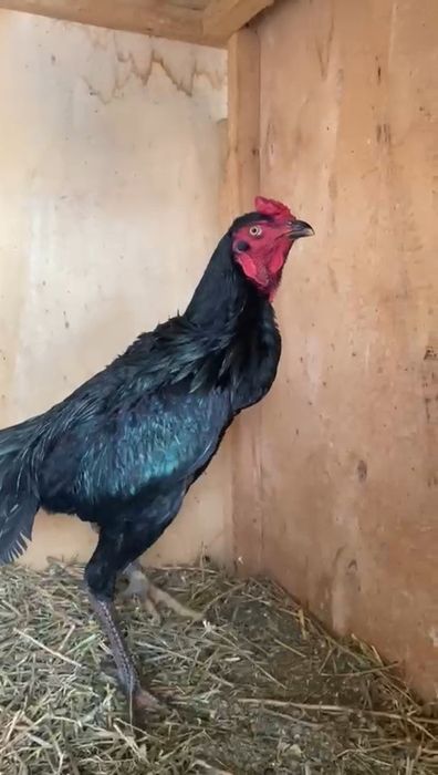 Молодой петух дакан