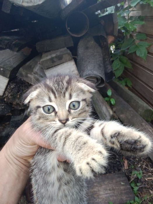 Отдадим котят в добрые руки
