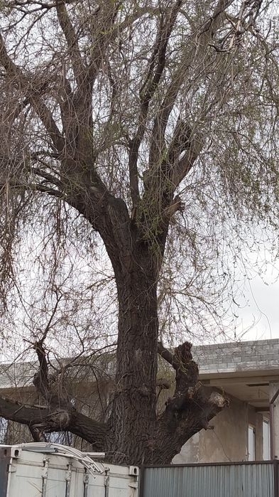 Дерево Карагаш бесплатно