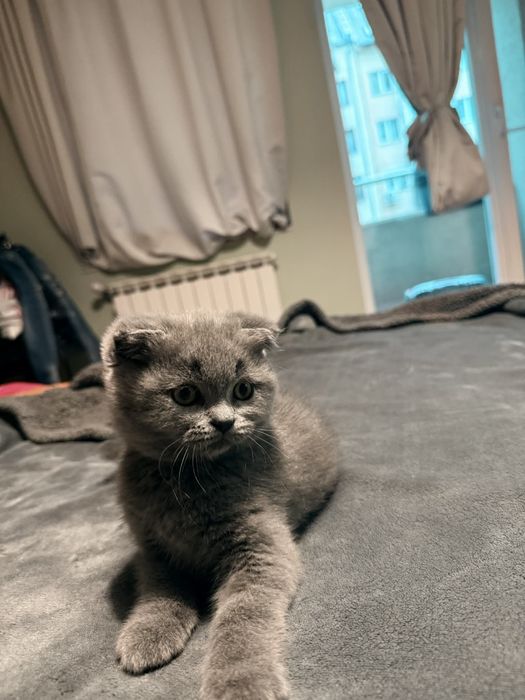 Британска късокосместа