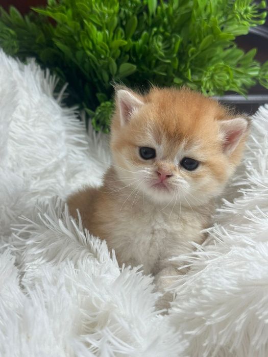 Британцы золотые шиншилловый