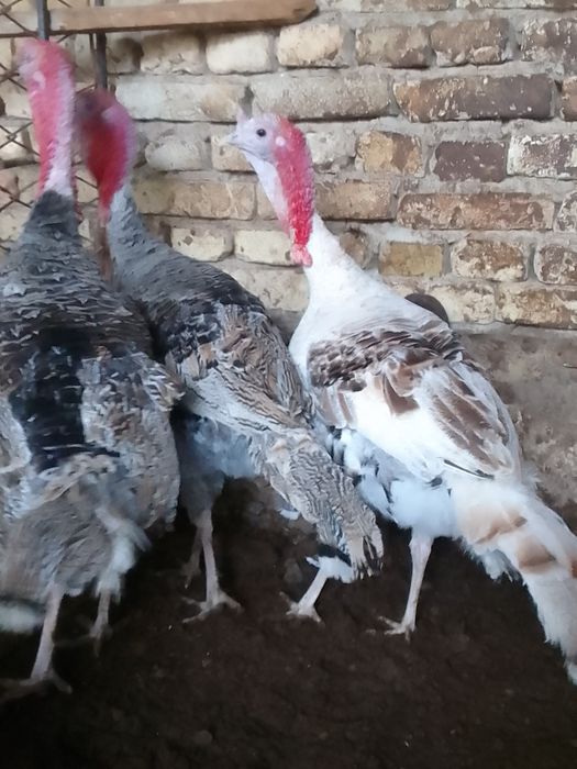 Нар (индюк) курка сотилади