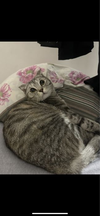 Отдам кошку бесплатно