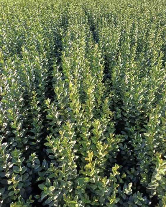 Лигуструм, жив плет