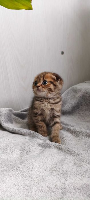 Породистые котята