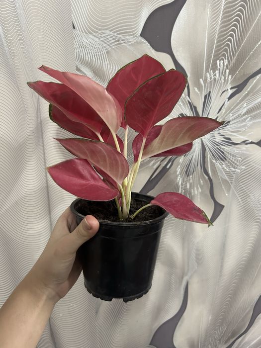 Комнотные цветы  8 марта