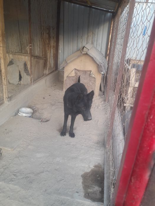 Овчарка сатылды жаксы ит