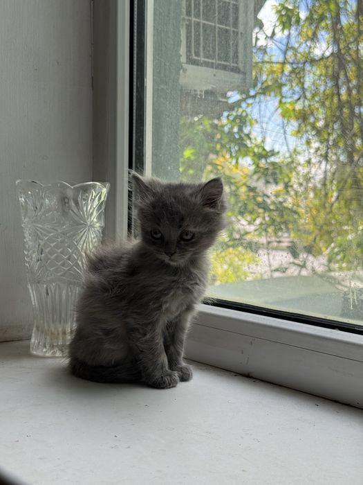 Отдам кошку и котят