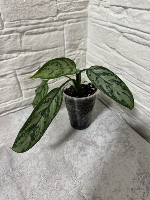 Продаю комнатные цветы