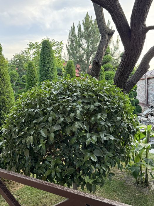 Дача аренда Саёхат