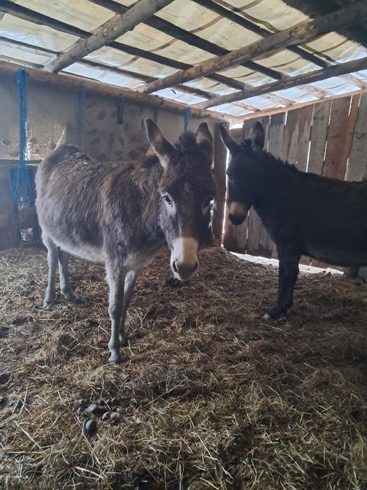 Vând 65 capre gestante și 2 măgărițe gestante