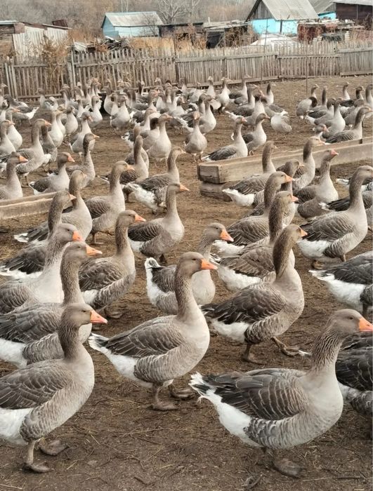 Продам гусей. Қаз сатамын. Халал