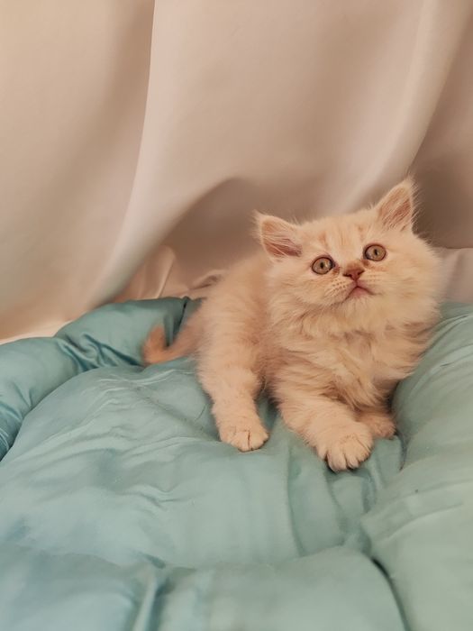 Продаются котята