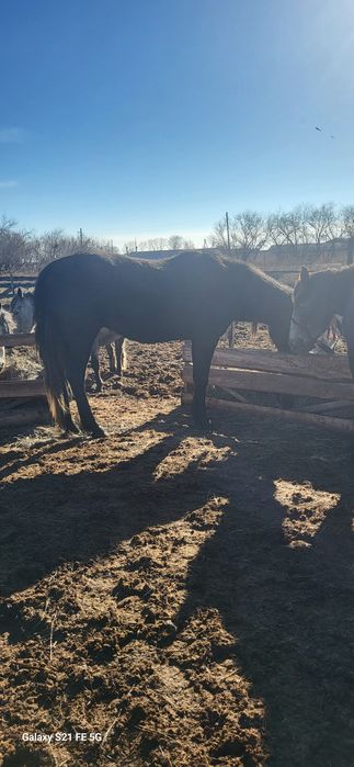 Лошади четыре кобылы