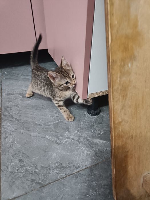 2 айлық мысық кімге керек