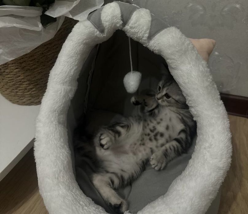 Продам породистого кота