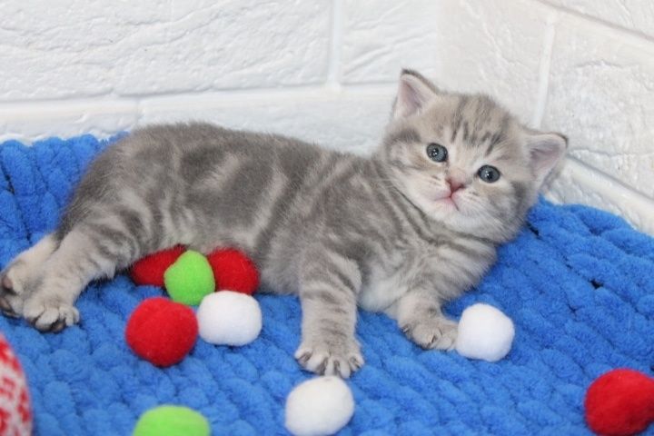 Шотландские  котята.,