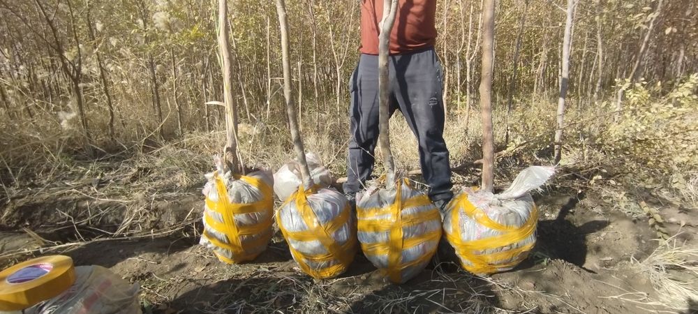 Гужум, Сада қайрағоч, Ясин