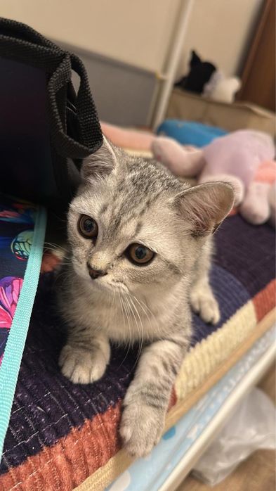 Шотландец кот, ласковый