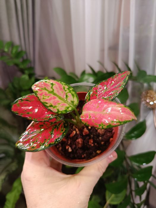 Продам комнатные цветы