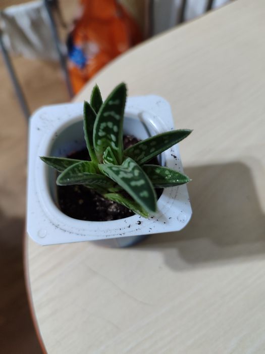 Отростки цветов комнатных