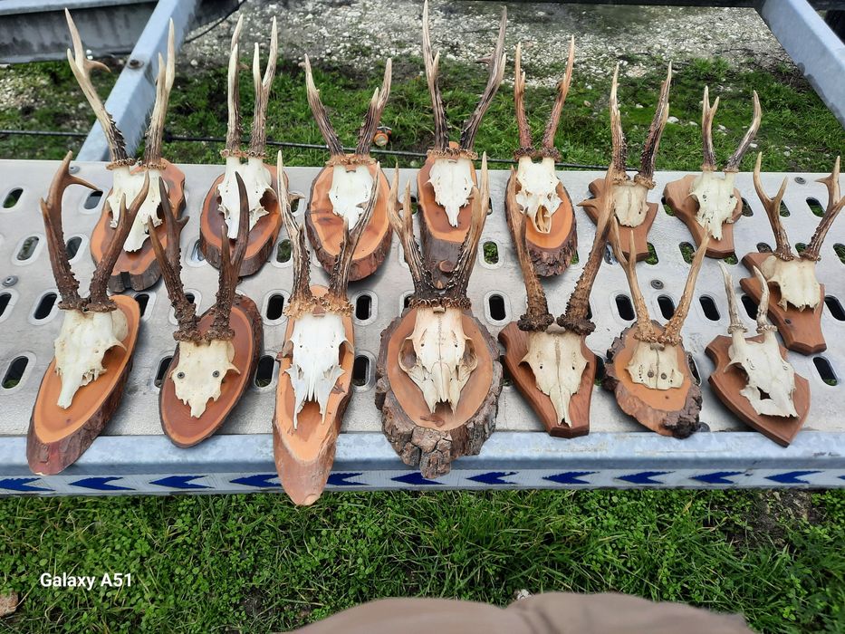 Еленски рога от сърндак.